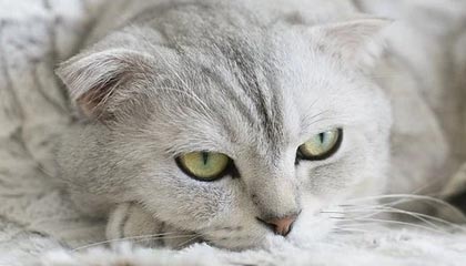 世界杯手机直播-莱斯特城赛程频繁密 罗杰斯抱怨：不顾球员只为钱
